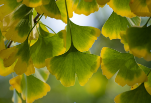ginko biloba